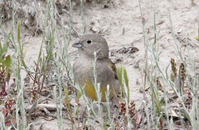 Patagonian Yellow Finch