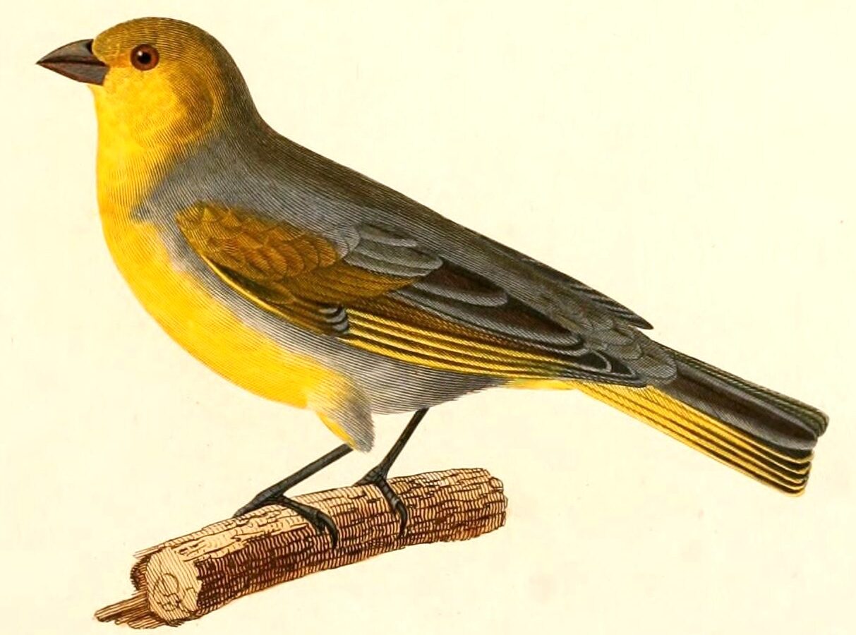 Citron-headed Yellow Finch