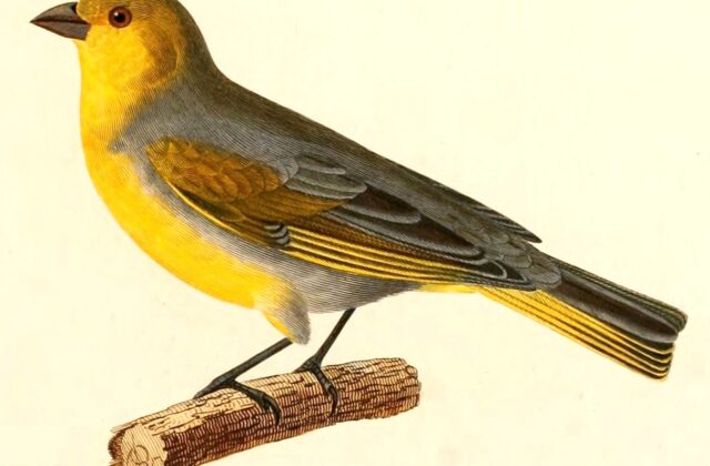 Citron-headed Yellow Finch