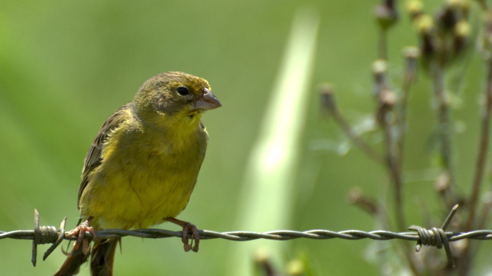 Grassland Yellow Finch