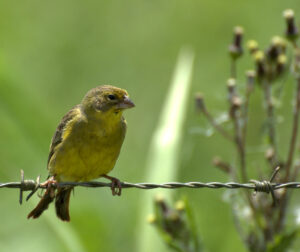 Grassland Yellow Finch