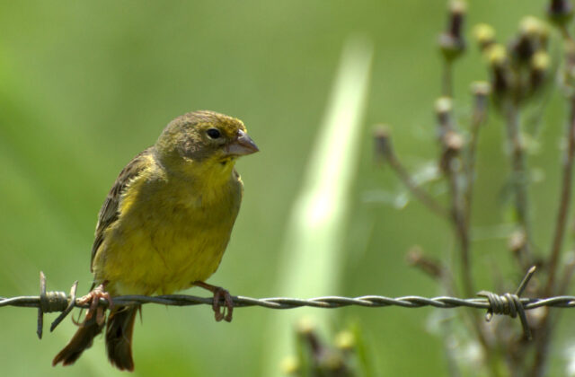 Grassland Yellow Finch