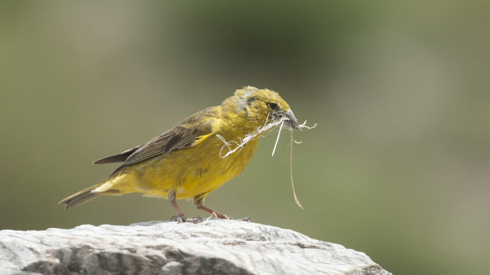 Monte Yellow Finch