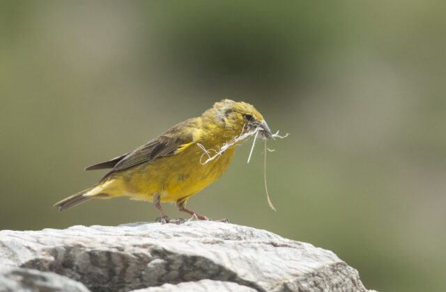 Monte Yellow Finch