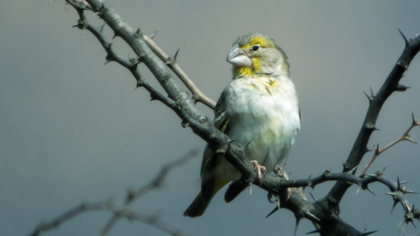 Sulphur-throated Finch