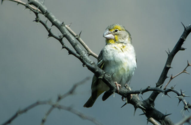 Sulphur-throated Finch