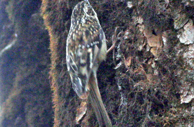 Sichuan Treecreeper