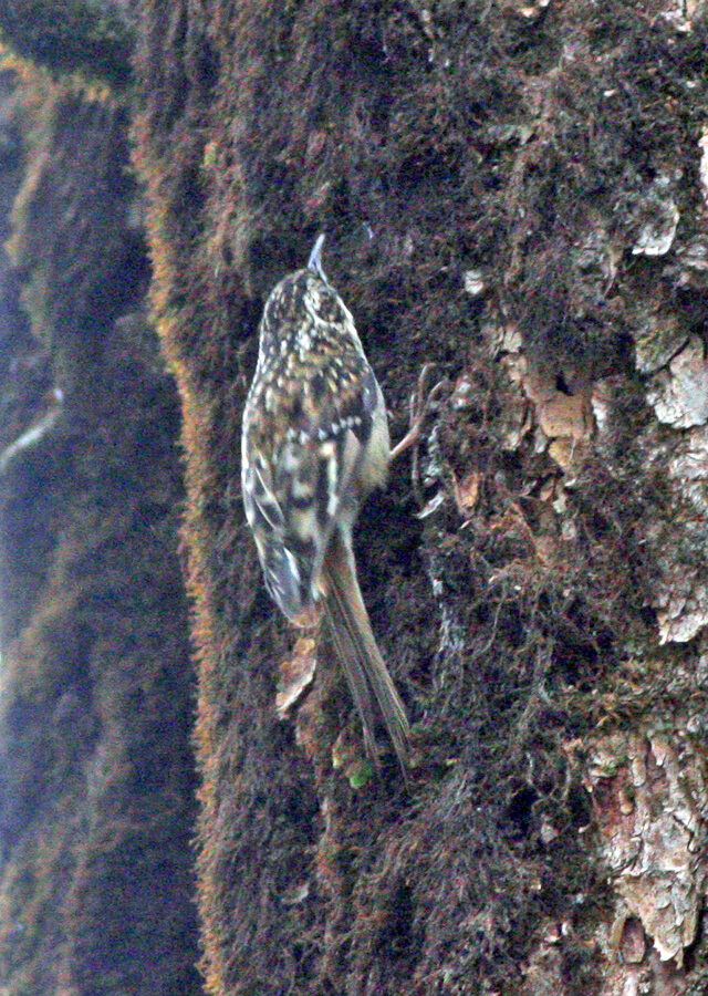 Sichuan Treecreeper