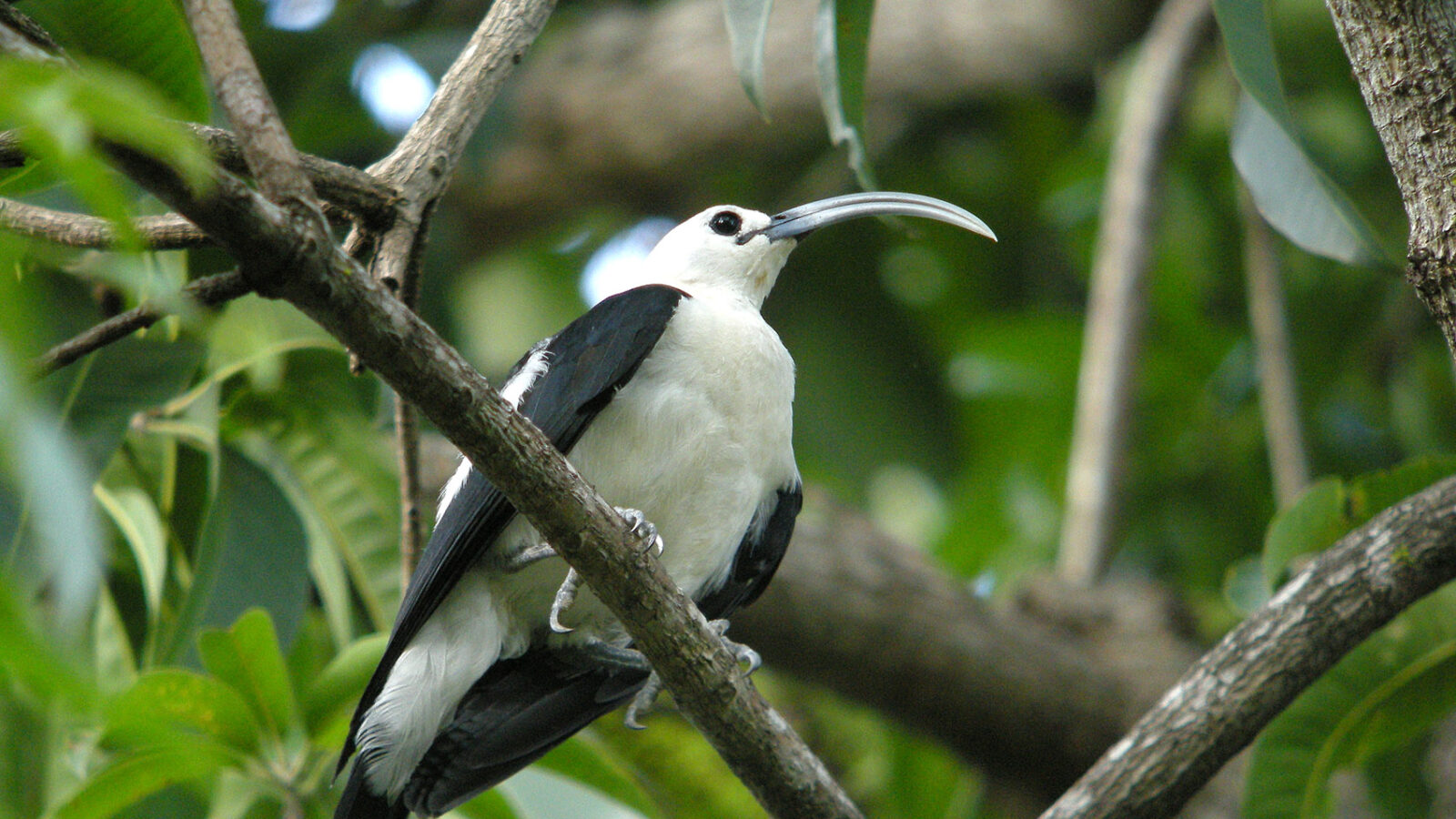 Sickle-billed Vanga