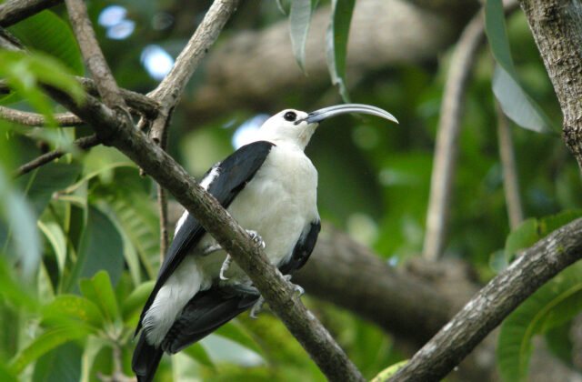 Sickle-billed Vanga
