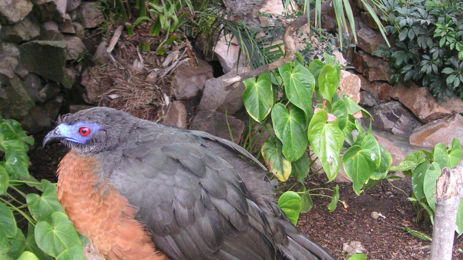 Sickle-winged Guan