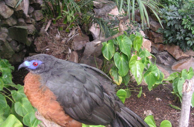 Sickle-winged Guan