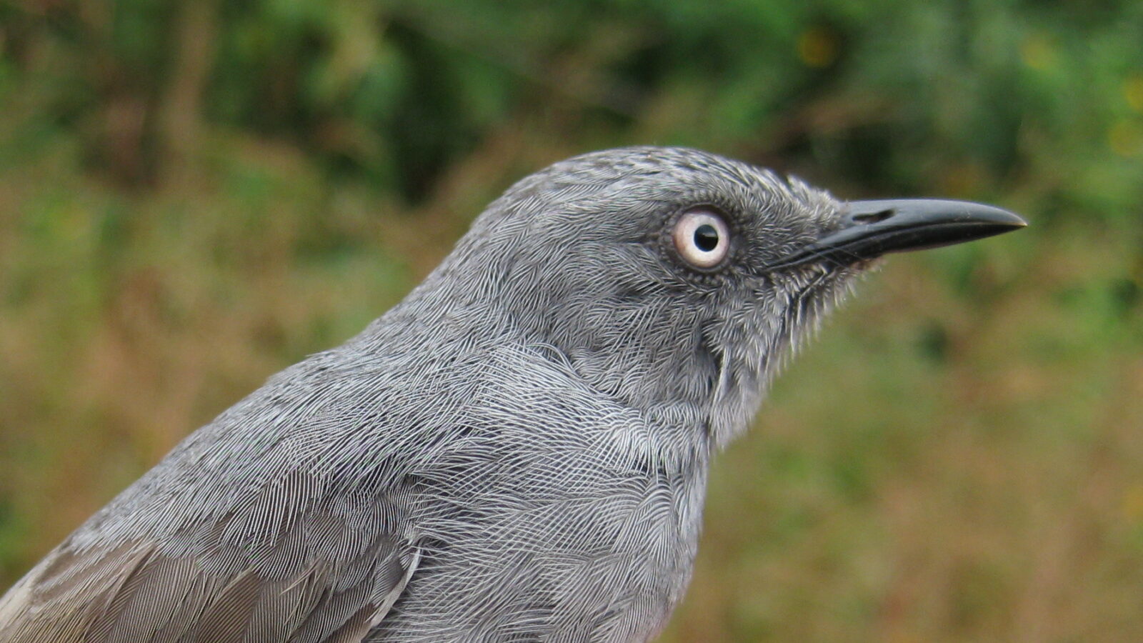 Sierra Leone Prinia