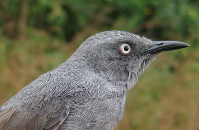 Sierra Leone Prinia