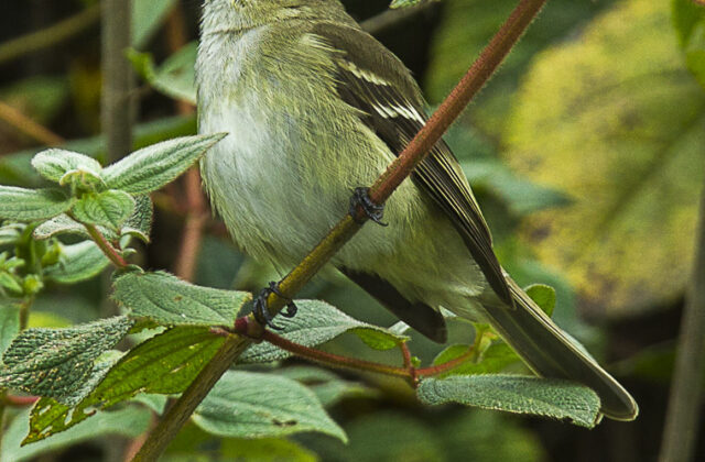 Sierran Elaenia