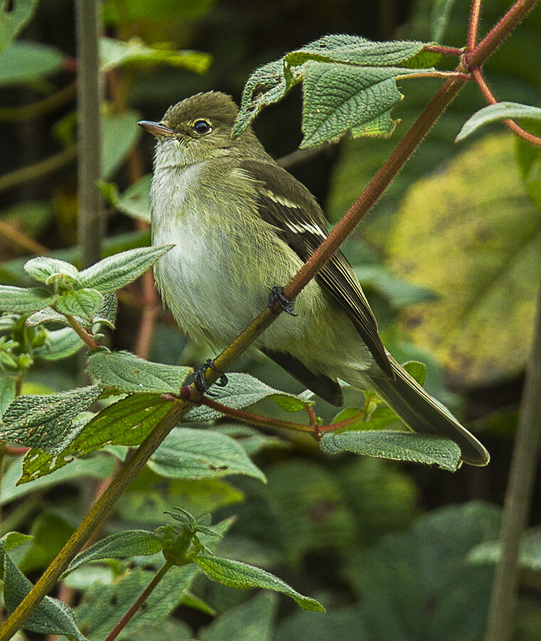 Sierran Elaenia