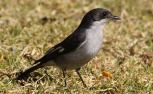 Fiscal Flycatcher