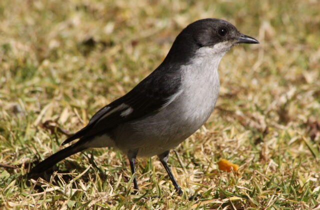 Fiscal Flycatcher