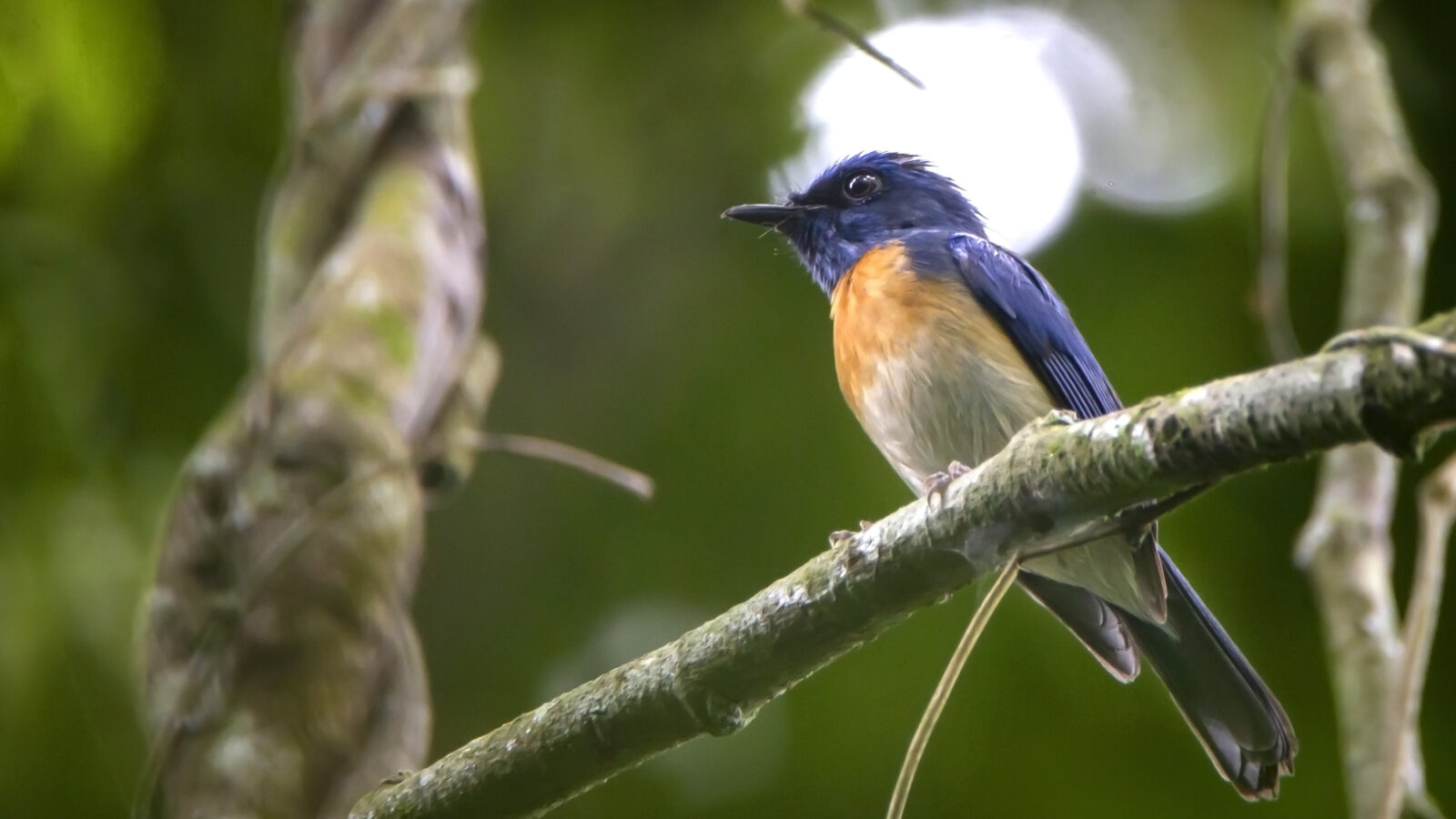 Malaysian Blue Flycatcher