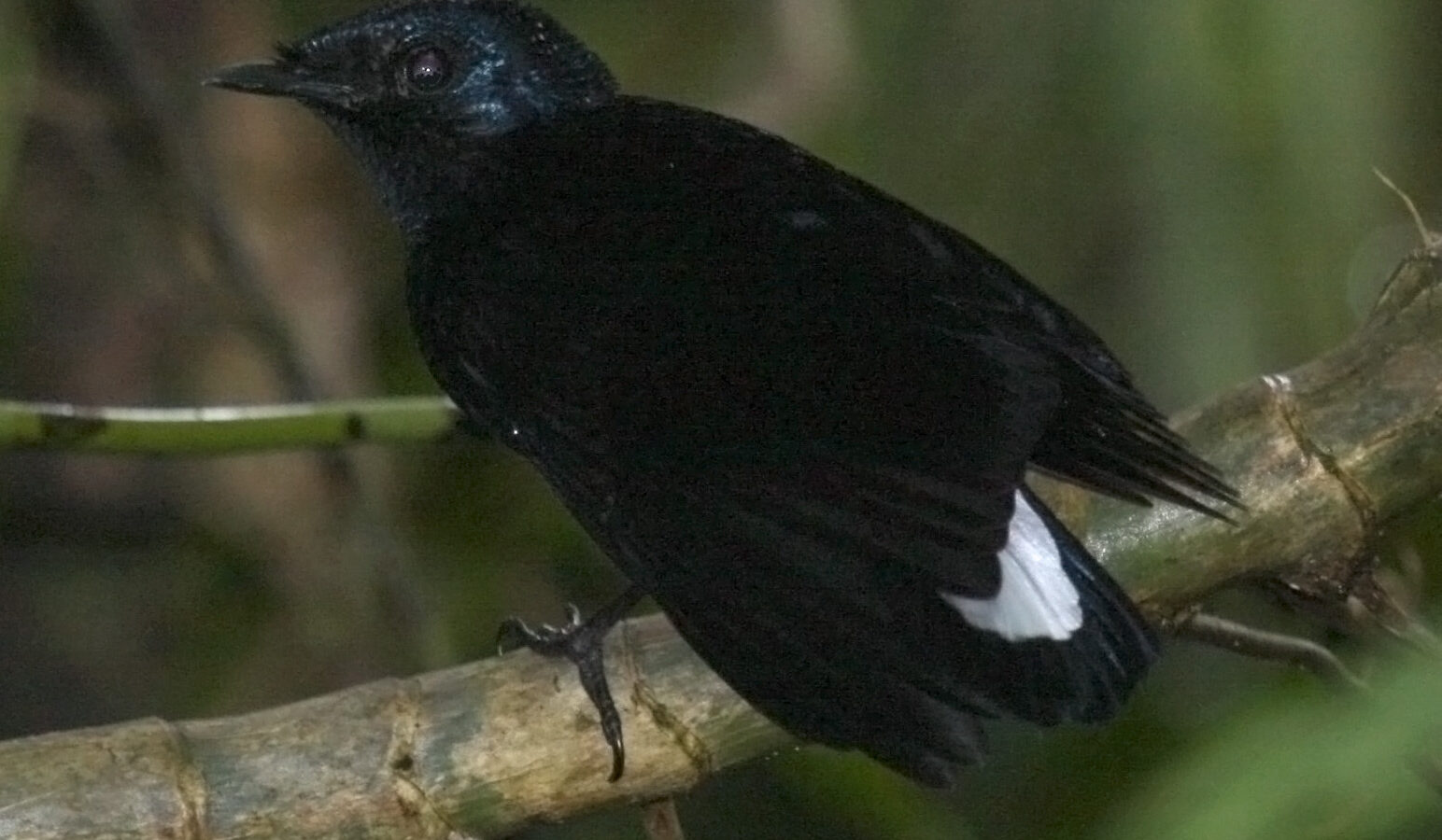 Taveuni Silktail