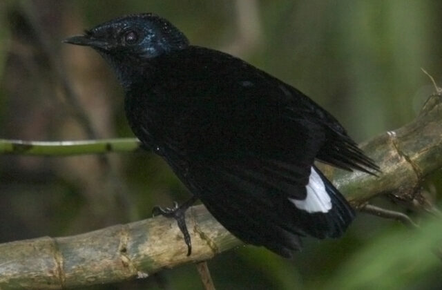 Taveuni Silktail