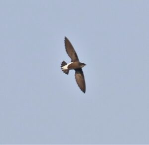 Silver-backed Needletail