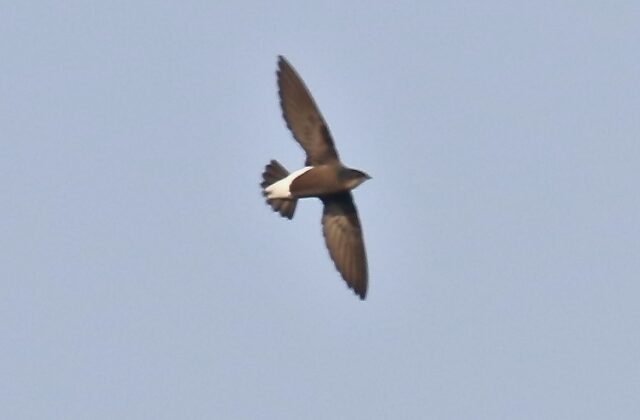 Silver-backed Needletail