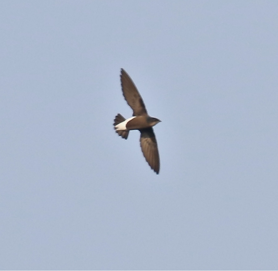Silver-backed Needletail