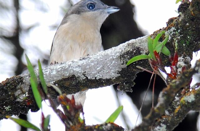 Pied Shrike-babbler