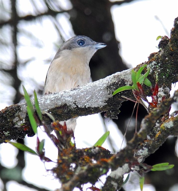 Pied Shrike-babbler