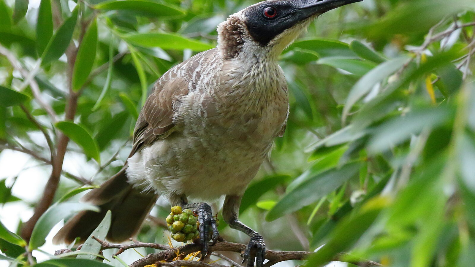 Silver-crowned Friarbird