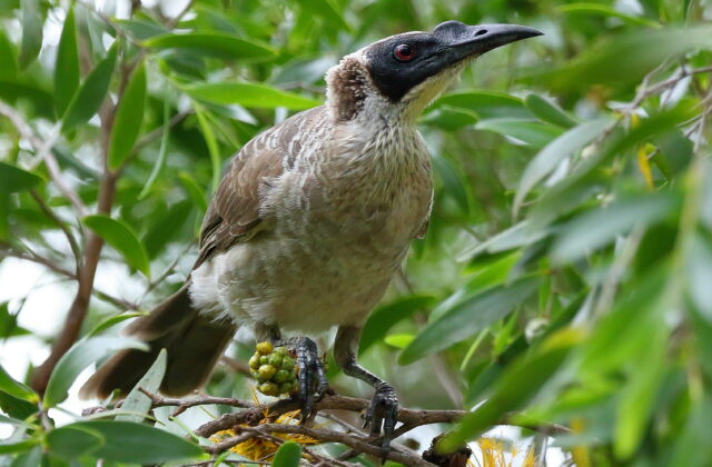 Silver-crowned Friarbird