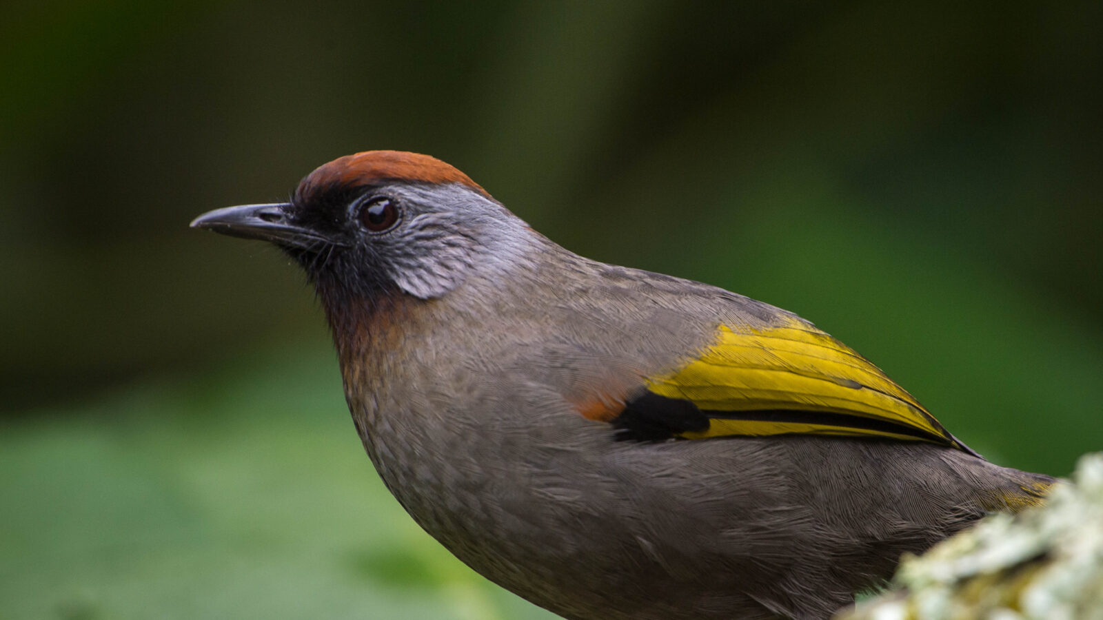 Silver-eared Laughingthrush