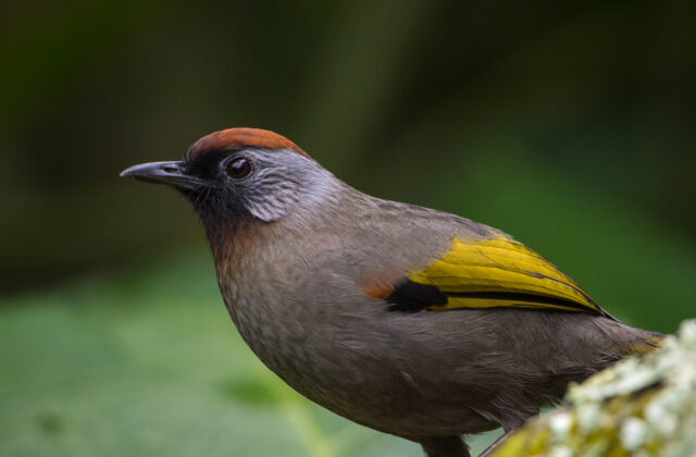 Silver-eared Laughingthrush