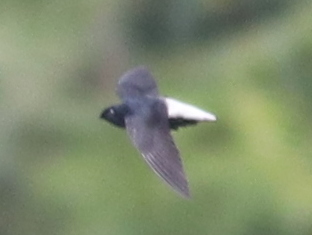 Silver-rumped Spinetail