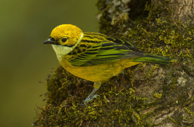 Silver-throated Tanager