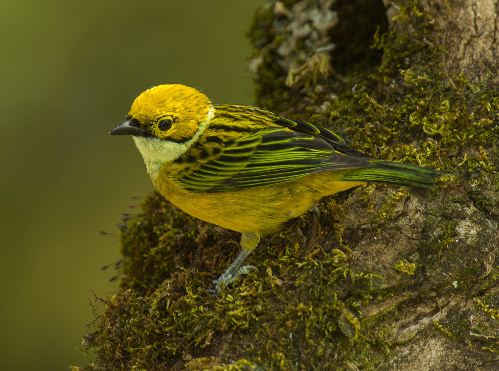 Silver-throated Tanager