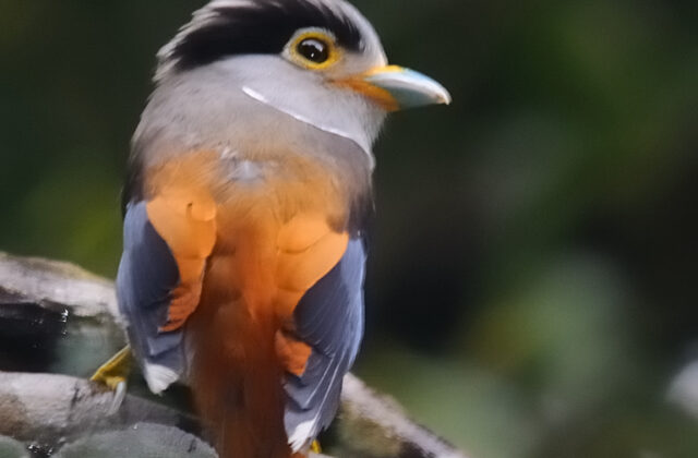 Silver-breasted Broadbill