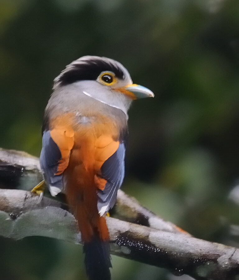 Silver-breasted Broadbill