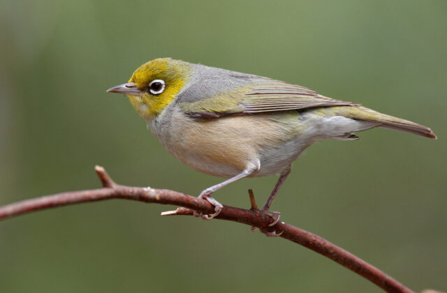 Silvereye
