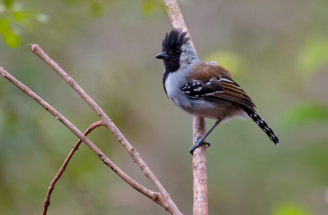 Silvery-cheeked Antshrike