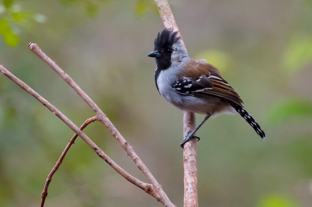 Silvery-cheeked Antshrike