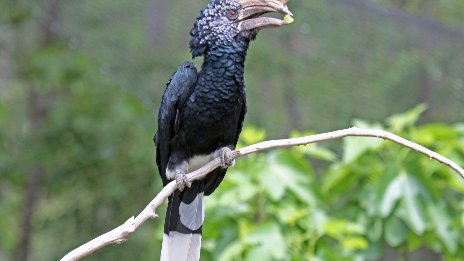 Silvery-cheeked Hornbill