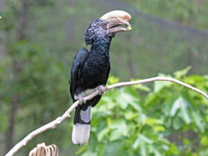 Silvery-cheeked Hornbill