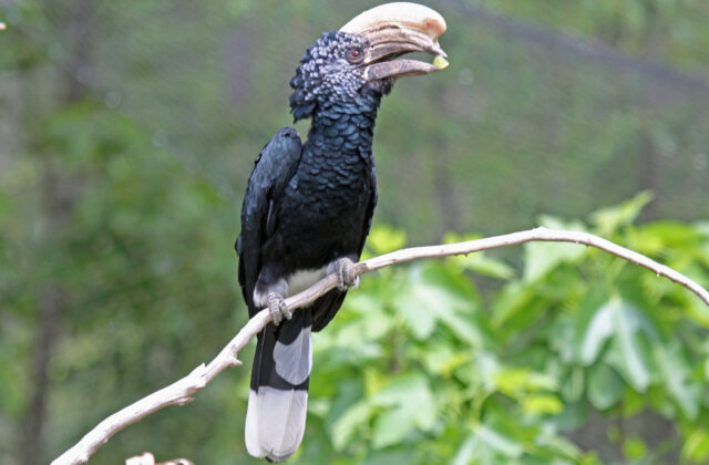 Silvery-cheeked Hornbill
