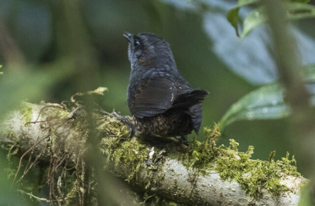 Silvery-fronted Tapaculo