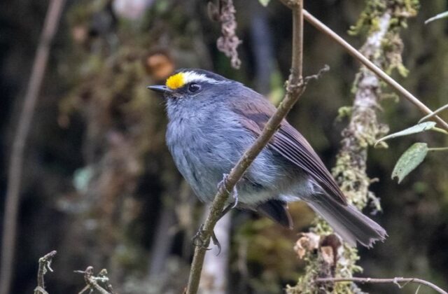 Crowned Chat-Tyrant