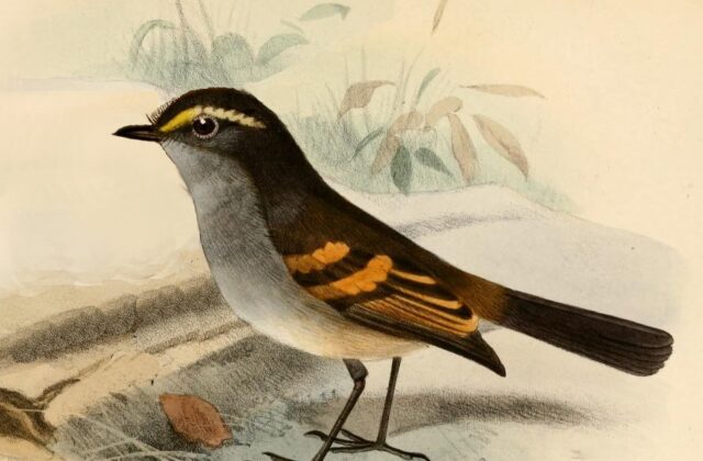 Golden-browed Chat-Tyrant
