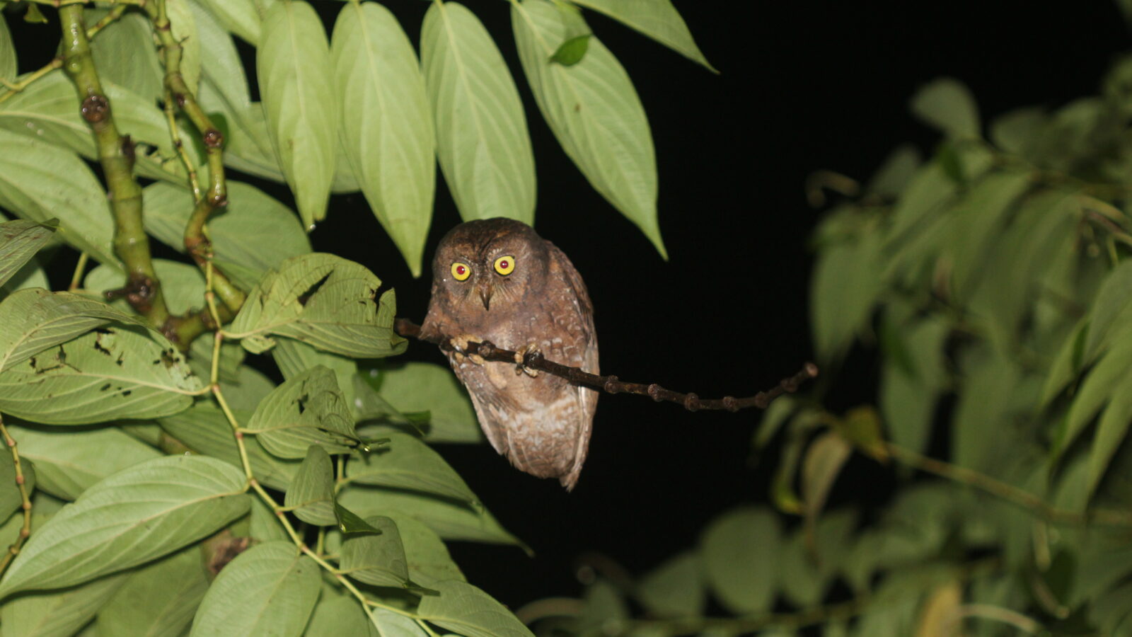 Simeulue Scops Owl