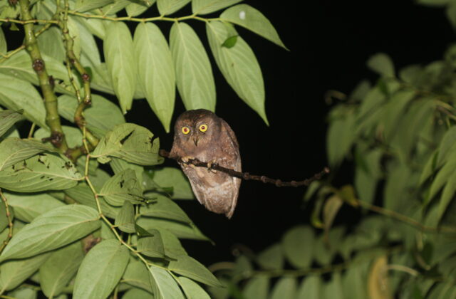 Simeulue Scops Owl